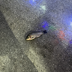 独上CCC楼