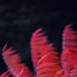 幻想