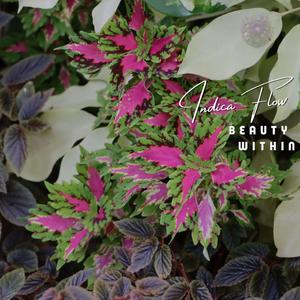 Beauty Within