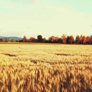 כוח הכבידה של העולם