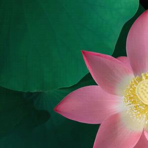 茉莉花 (琵琶纯音乐)