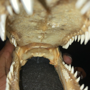 NeeenFeelLikeJeffery