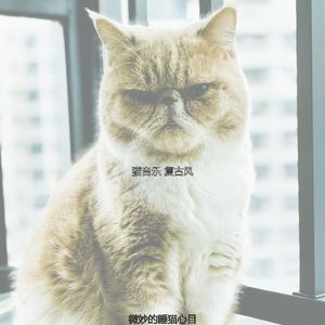 抚慰的睡猫回忆