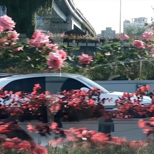 盲蒜主
