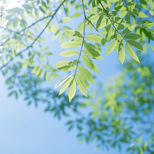 Whispers in the Wind