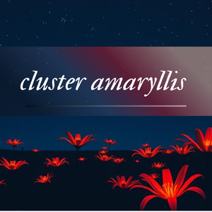 cluster amaryllis