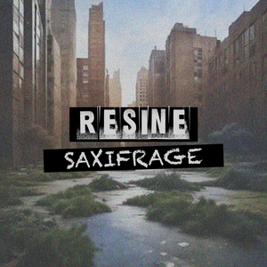 Saxifrage