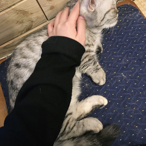 愛してる（Cover 高铃）