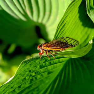 知了虫鸣-盛夏之音