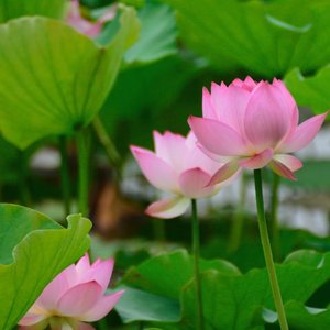 所愿