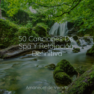 Abrazo de Armonía Meliflua