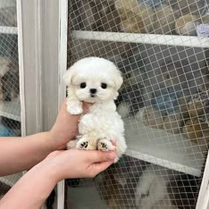 Young Metro (slowed)