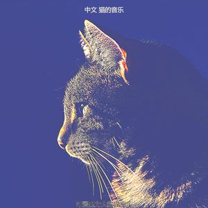 优美压力大的猫器乐