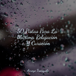 Momentos Tranquilos En El Río