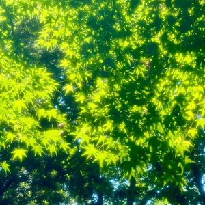 风起留踪