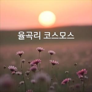 율곡리 코스모스