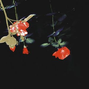 漠河舞厅