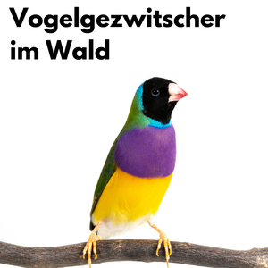 Vogelgesang