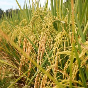 金黄色的麦田 伴奏