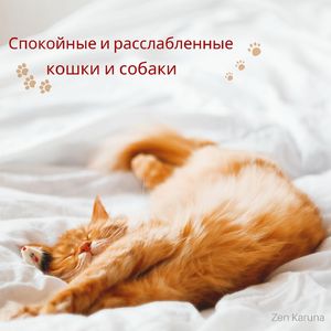 Музыка для стрессовых питомцев