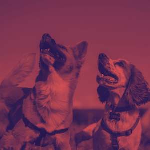 Fun (Stressed Dogs)
