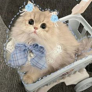 Khashoggi's Ship (sped up)