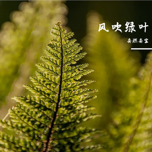 爱的门开了吗-整曲