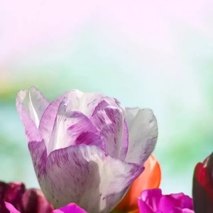 幻灵 (9)