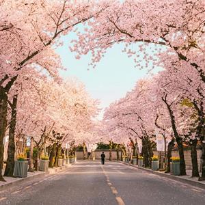 夜に残る花影