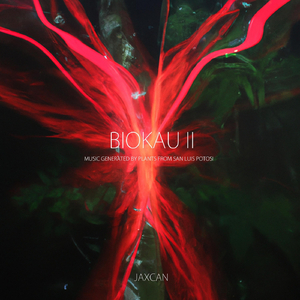 Coryphantha clava ssp stipitata