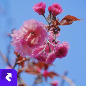 民族葫芦笙打跳DJ舞曲 (现场)