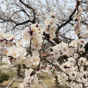 赌上世界的决定