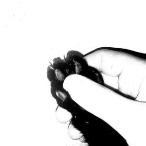 суровые птички