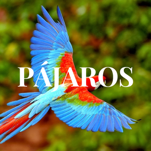 PAJAROS