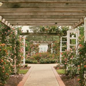 마로니에 Marronnier