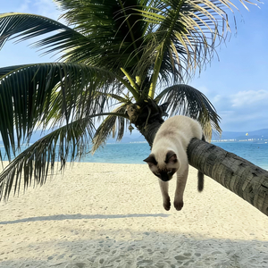 《思念的形状》