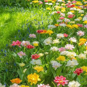 梦想的火焰永不终结