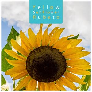 Yellow Sunflower