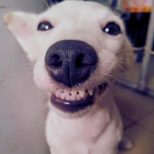 CUECAS DE UN AUTO LEAL