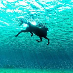 Free（Beat）“Hippocampus”