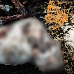 Saw Down Under the Skin and into the Remnants of Flesh