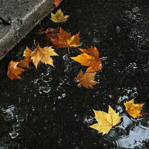 剩我一人过秋天