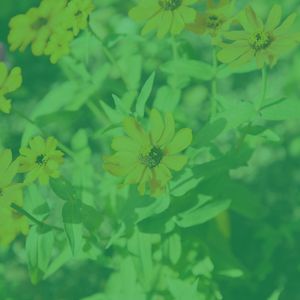 安静的周日的早午餐声音