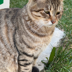 如果有任意门就好了