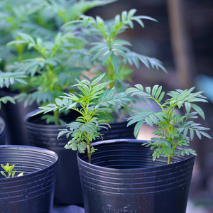 Khoi Thuoc Dang (Original)