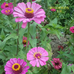 请你记住桃花红