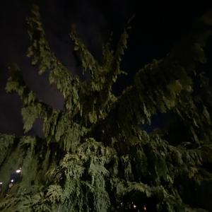 coffee (feat. yxngi, buzcutbaby & stella2wavy)