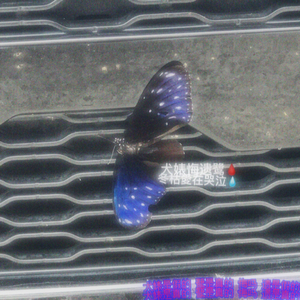 犬婊悔遗鹭（Prod.by Jeston）