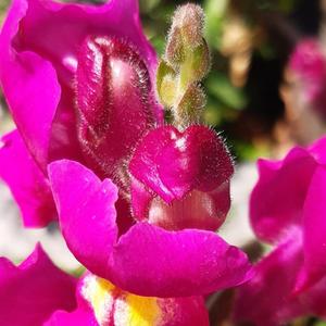 Snapdragon