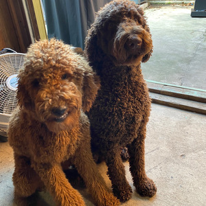 Pets Left Home All Day